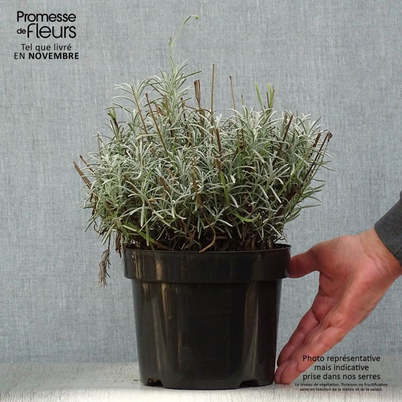 Amostra de Alfazema Phenomenal Niko - Lavandula intermedia Vaso de 2 L/3 L tal como entregue no outono