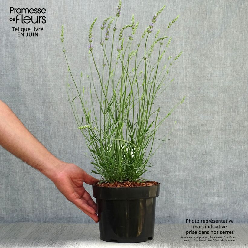 Amostra de Alfazema Phenomenal Niko - Lavandula intermedia Vaso de 2 L/3 L tal como entregue no verão