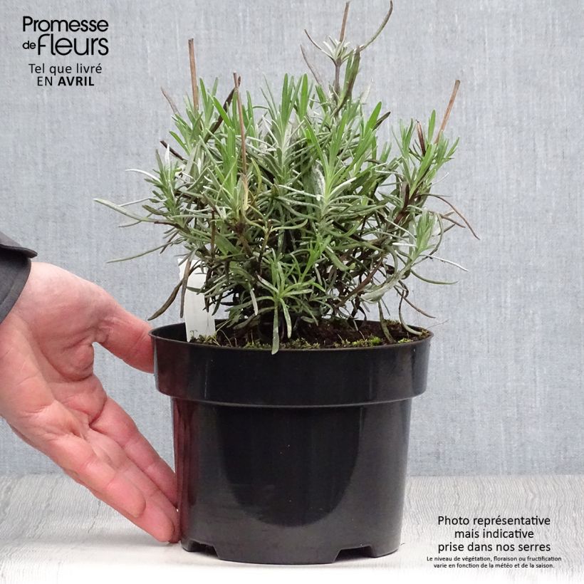 Amostra de Alfazema Phenomenal Niko - Lavandula intermedia Vaso de 2 L/3 L tal como entregue na primavera