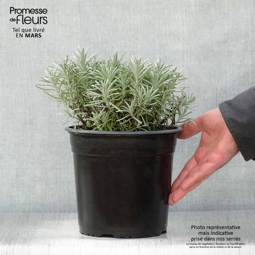 Amostra de Alfazema Phenomenal Niko - Lavandula intermedia Vaso de 4 L/5 L tal como entregue na primavera