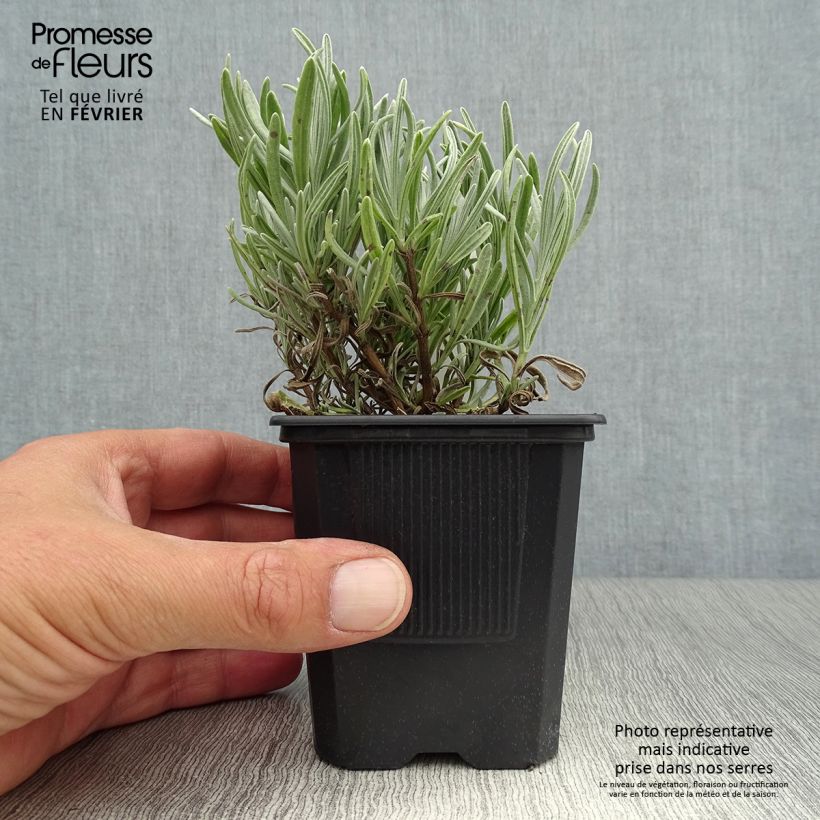 Amostra de Alfazema Platinum Blonde - Lavandula intermedia Vaso de 8/9 cm tal como entregue no outono