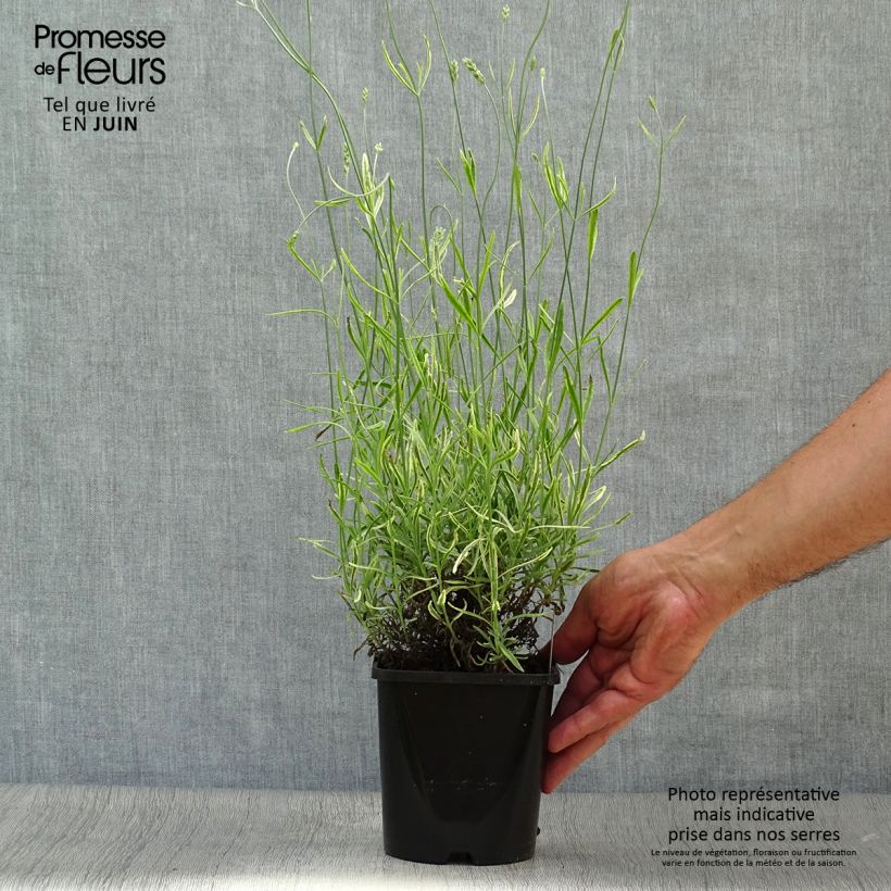 Amostra de Alfazema Platinum Blonde - Lavandula intermedia Vaso de 1,5 L/2 L tal como entregue no verão
