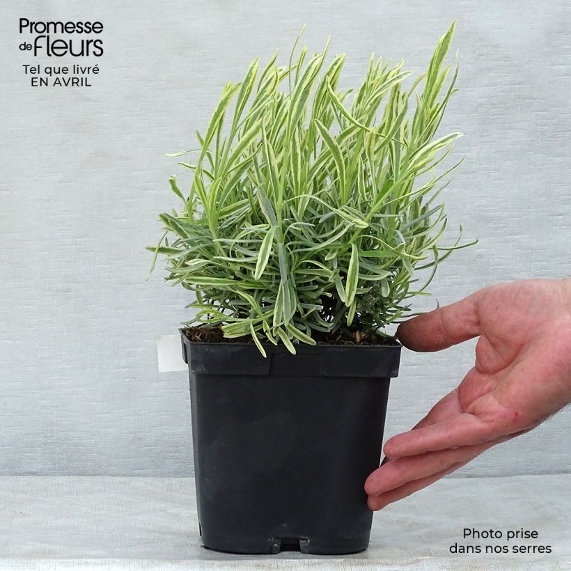 Amostra de Alfazema Platinum Blonde - Lavandula intermedia Vaso de 1,5 L/2 L tal como entregue na primavera