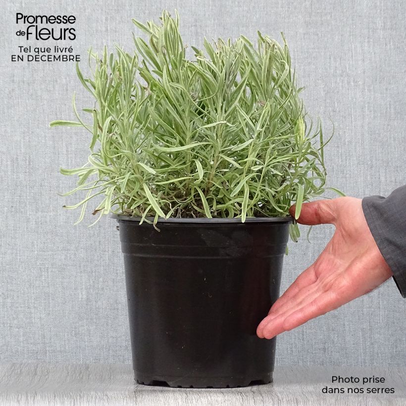 Amostra de Alfazema Platinum Blonde - Lavandula intermedia Vaso de 4 L/5 L tal como entregue no inverno