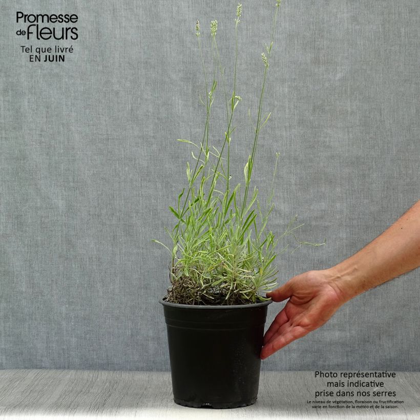 Amostra de Alfazema Platinum Blonde - Lavandula intermedia Vaso de 4 L/5 L tal como entregue no verão