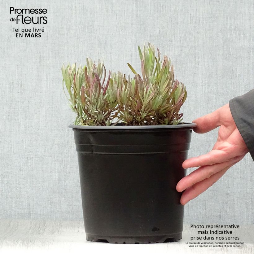 Amostra de Alfazema Platinum Blonde - Lavandula intermedia Vaso de 4 L/5 L tal como entregue na primavera
