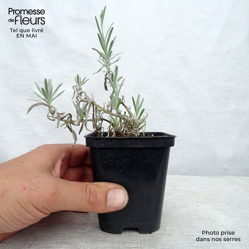 Amostra de Alfazema-dentada Richard Gray - Lavandula chaytorae Vaso de 8/9 cm tal como entregue na primavera