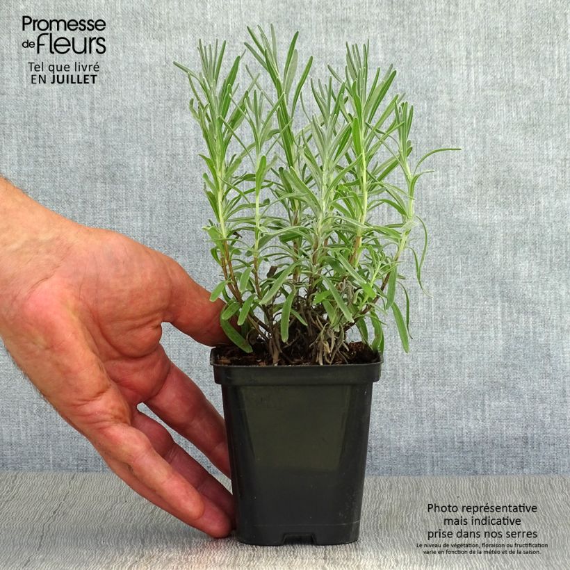 Amostra de Alfazema-dentada Richard Gray - Lavandula chaytorae Vaso de 8/9 cm tal como entregue no verão