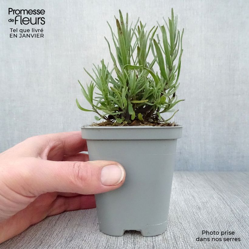 Amostra de Lavande Richard Gray Vaso de 8/9 cm tal como entregue no inverno