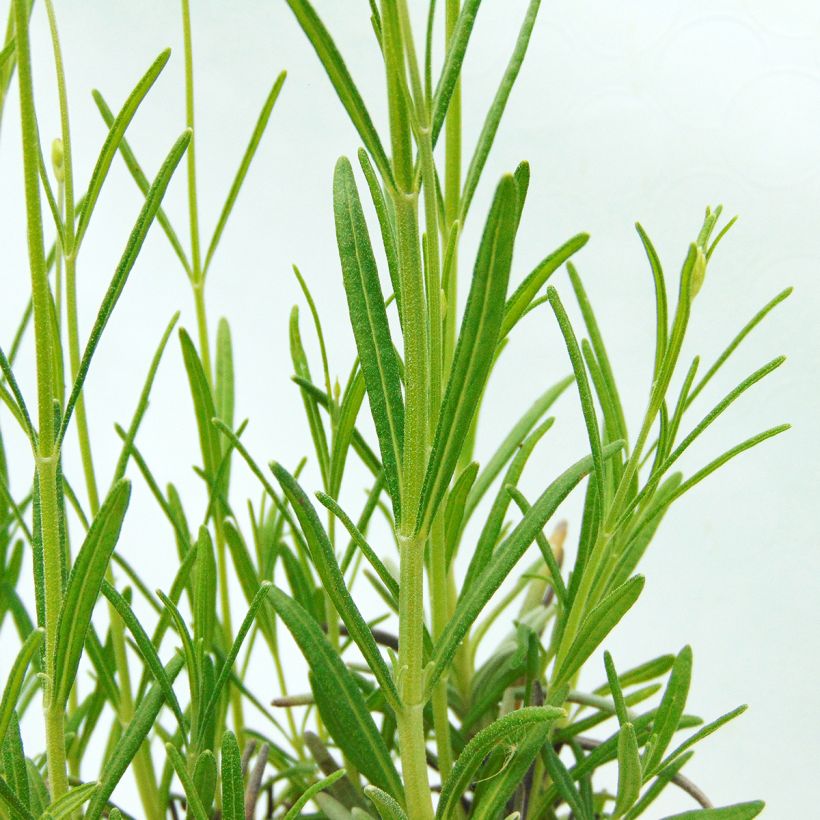 Alfazema verdadeira - Lavandula officinalis (Folhagem)