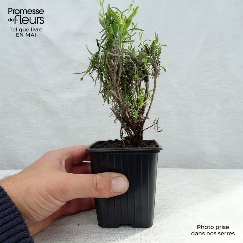 Amostra de Alfazema verdadeira - Lavandula officinalis Vaso de 7/8 cm tal como entregue na primavera