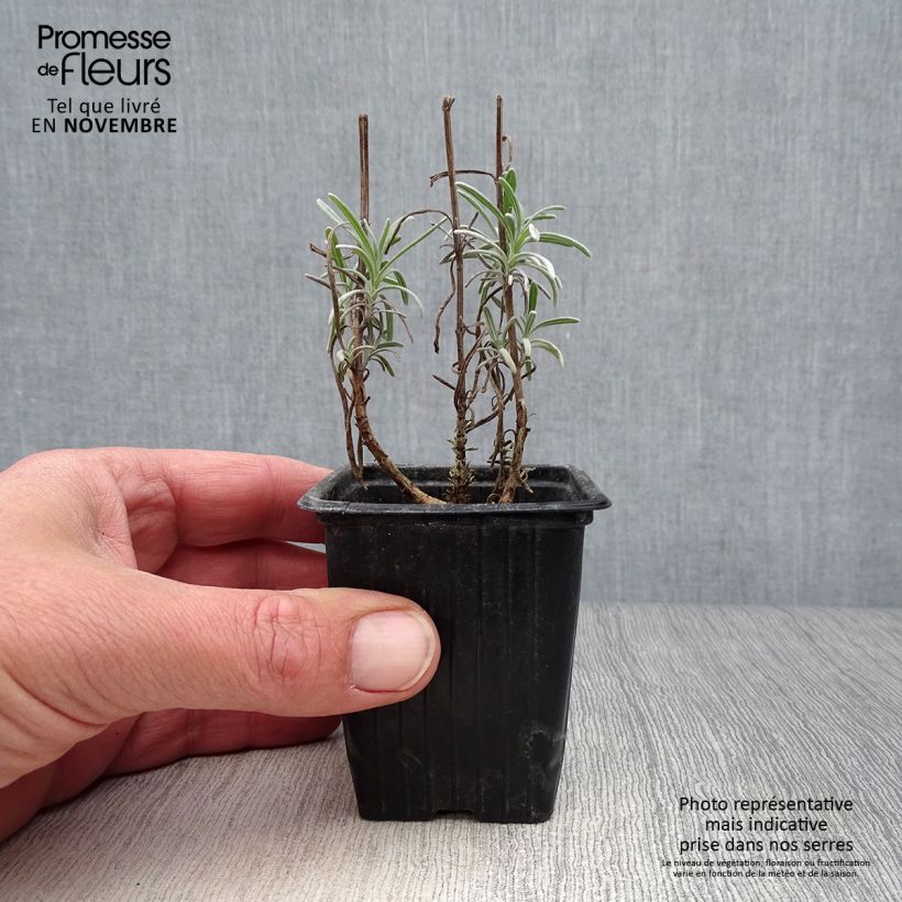 Amostra de Alfazema verdadeira - Lavandula officinalis Vaso de 7/8 cm tal como entregue no outono