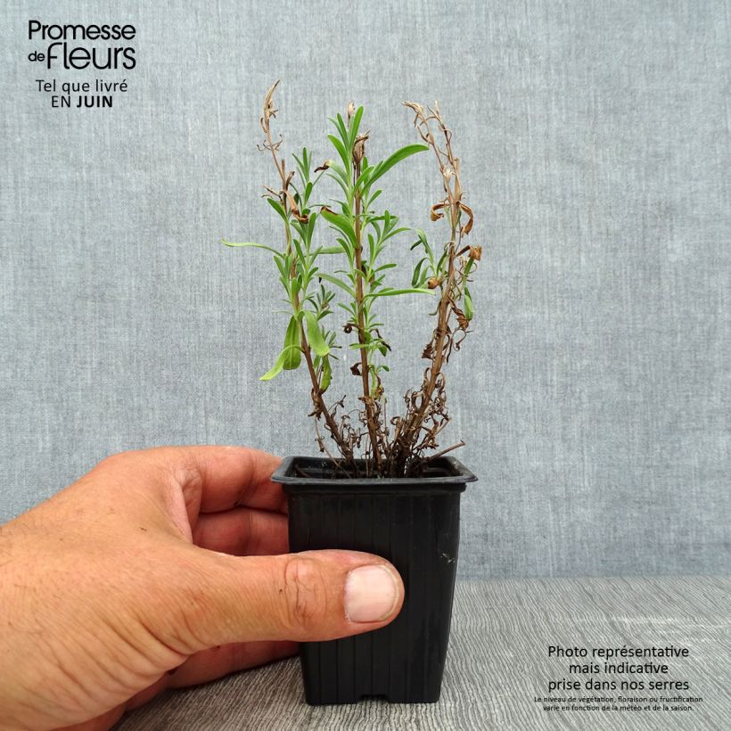 Amostra de Alfazema verdadeira - Lavandula officinalis Vaso de 7/8 cm tal como entregue no verão