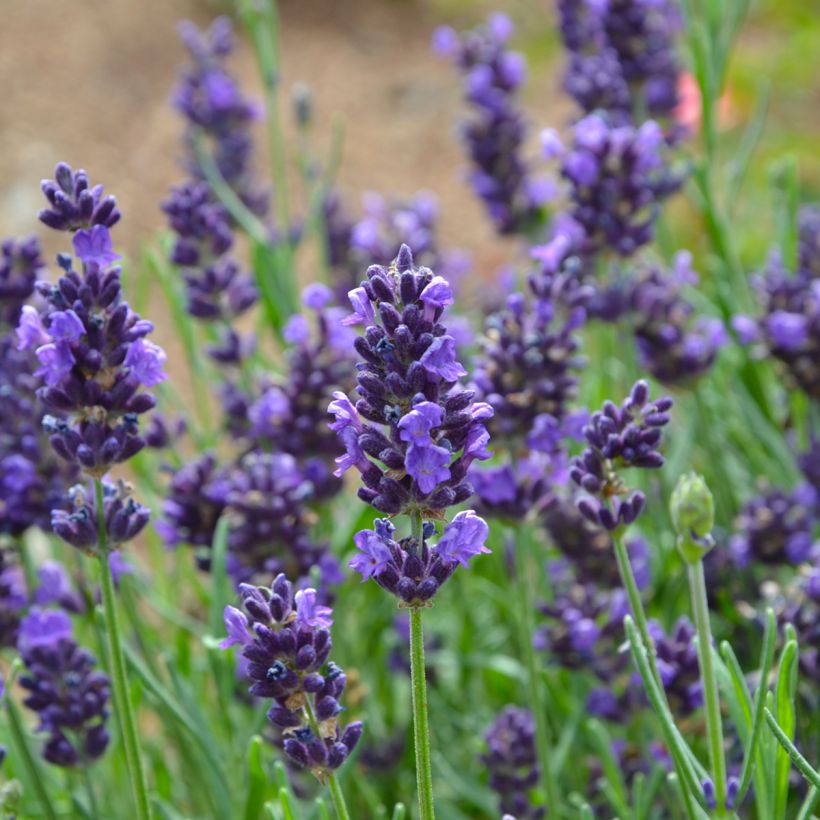 Alfazema verdadeira - Lavandula officinalis (Floração)
