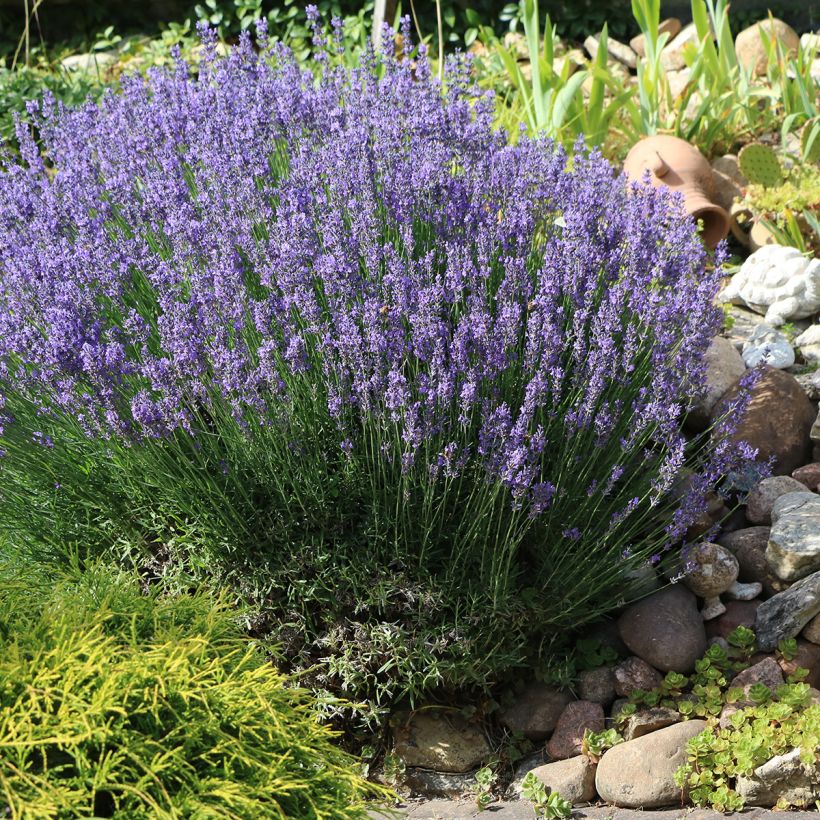 Alfazema verdadeira - Lavandula officinalis (Hábito)
