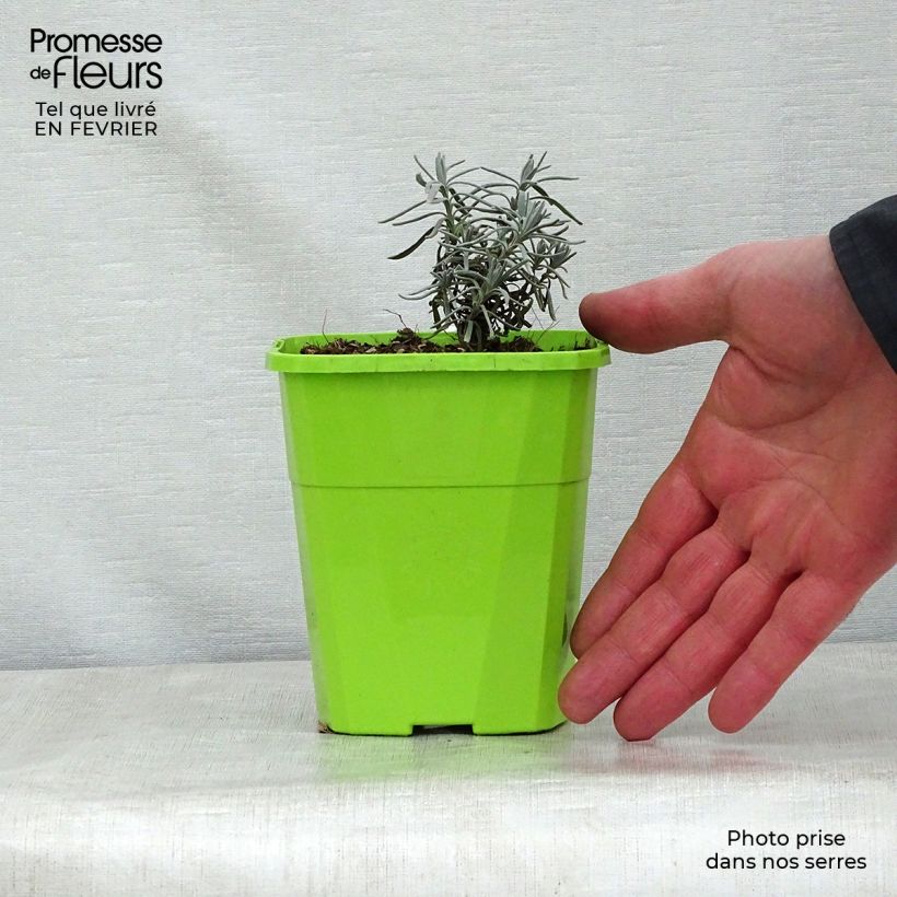 Amostra de Lavande angustifolia Bleu de Gien Vaso de 1 L/1,5 L tal como entregue no inverno