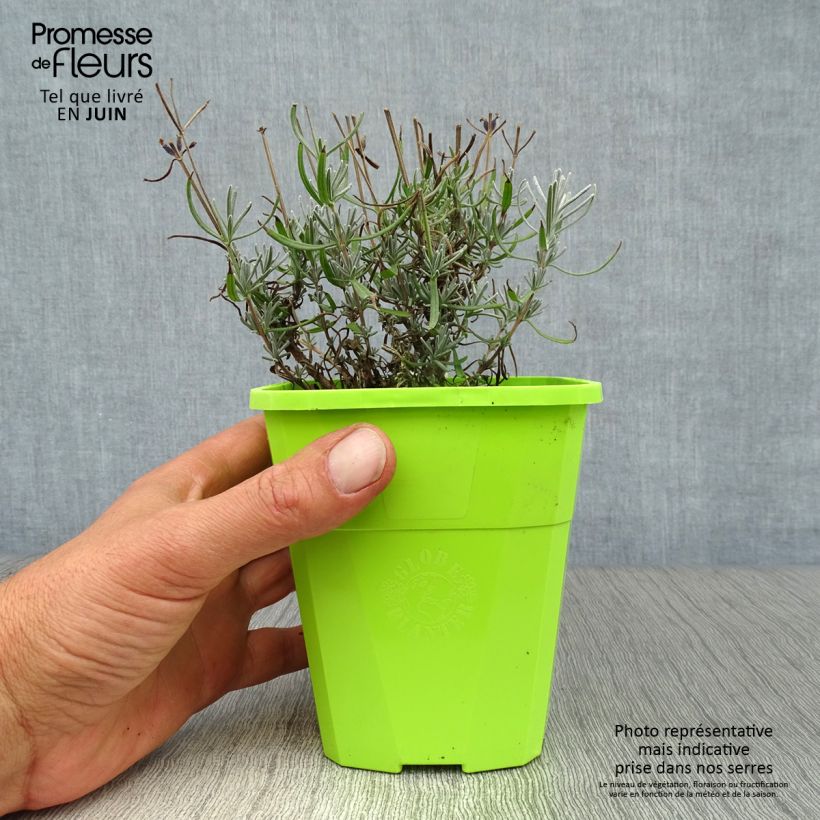 Amostra de Alfazema Bleu de Gien - Lavandula angustifolia Vaso de 1 L/1,5 L tal como entregue no verão