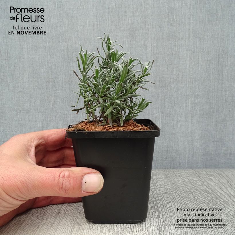Amostra de Alfazema Munstead - Lavandula angustifolia Vaso de 8/9 cm tal como entregue no outono