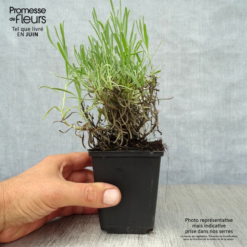 Amostra de Alfazema Munstead - Lavandula angustifolia Vaso de 8/9 cm tal como entregue no verão
