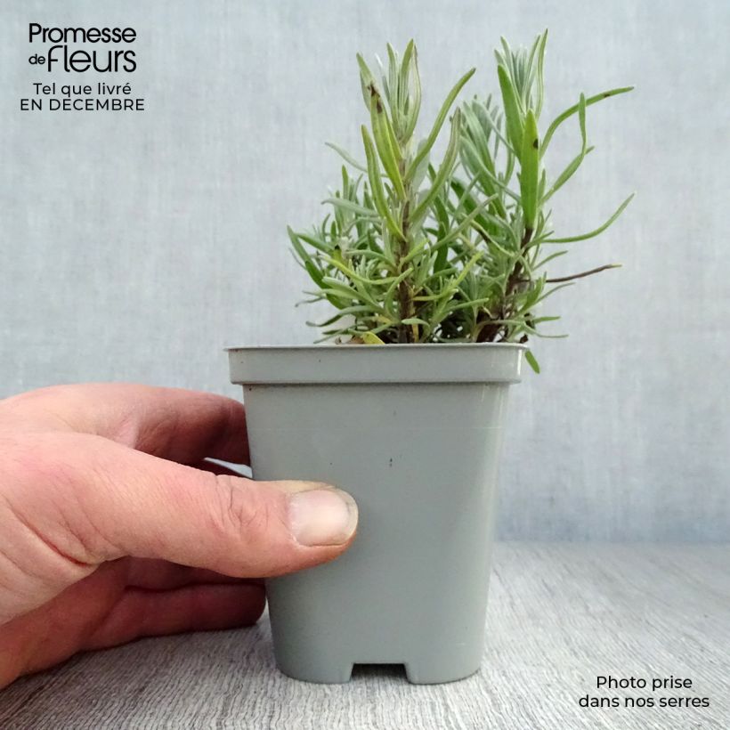 Amostra de Lavande angustifolia Munstead Vaso de 8/9 cm tal como entregue no inverno