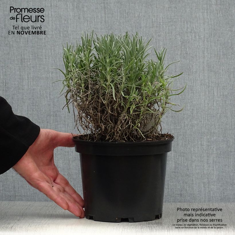 Amostra de Alfazema Munstead - Lavandula angustifolia Vaso de 2 L/3 L tal como entregue no outono