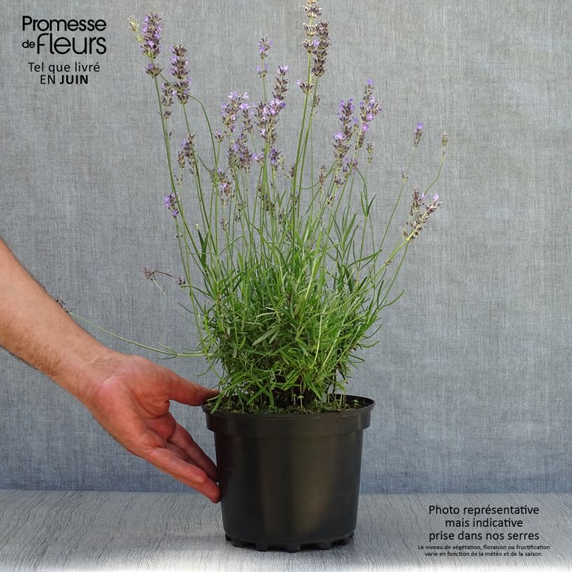 Amostra de Alfazema Munstead - Lavandula angustifolia Vaso de 2 L/3 L tal como entregue no verão
