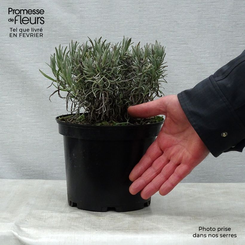 Amostra de Lavande angustifolia Munstead Vaso de 2 L/3 L tal como entregue no inverno