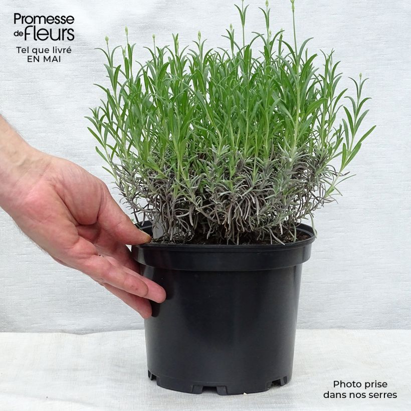 Amostra de Alfazema Munstead - Lavandula angustifolia Vaso de 2 L/3 L tal como entregue na primavera