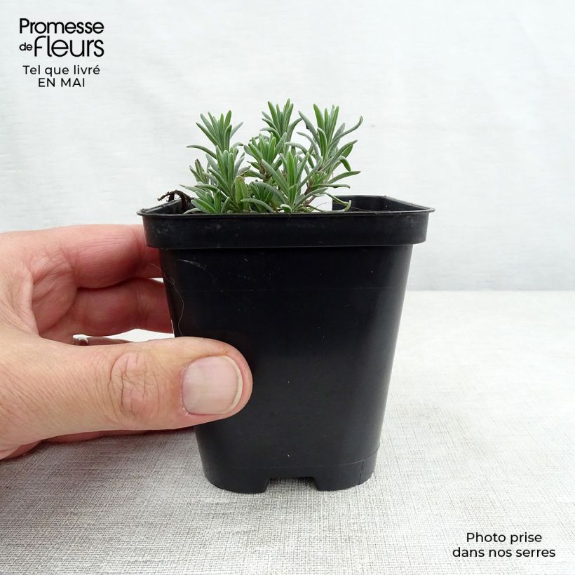 Amostra de Alfazema Munstead - Lavandula angustifolia Vaso de 8/9 cm tal como entregue na primavera
