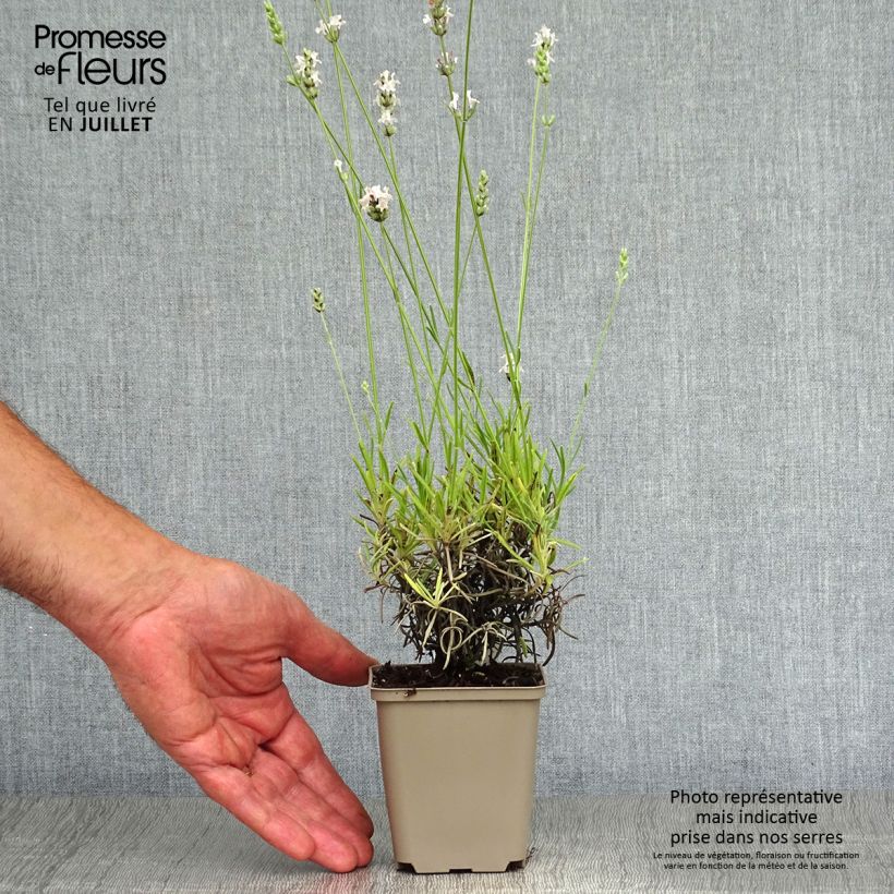 Amostra de Alfazema Silbermöwe - Lavandula angustifolia Vaso de 8/9 cm tal como entregue no verão