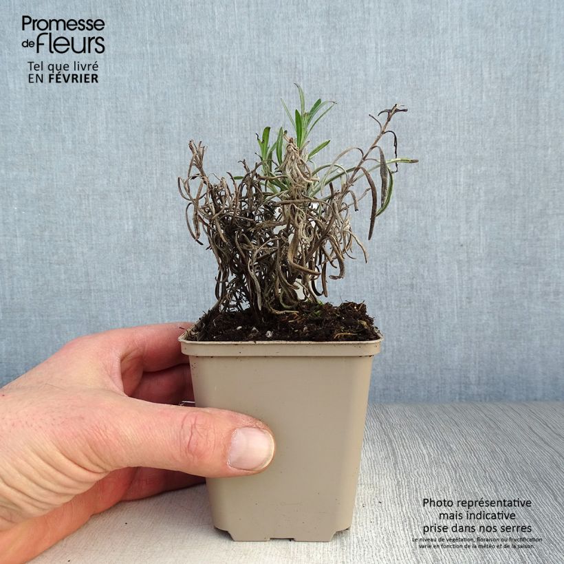 Amostra de Lavande angustifolia Silbermöwe Godet de 8/9 cm tal como entregue no inverno