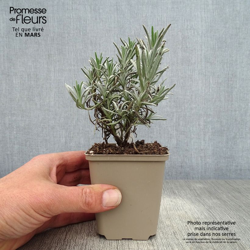 Amostra de Alfazema Silbermöwe - Lavandula angustifolia Vaso de 8/9 cm tal como entregue na primavera