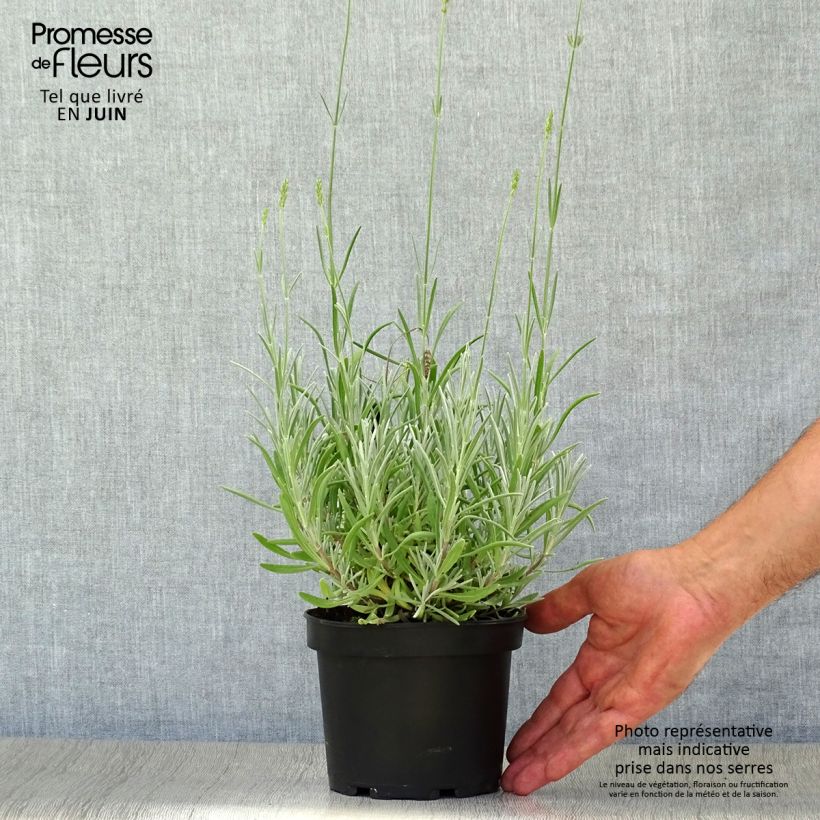 Amostra de Alfazema-brava - Lavandula latifolia Vaso de 1,5 L/2 L tal como entregue no verão