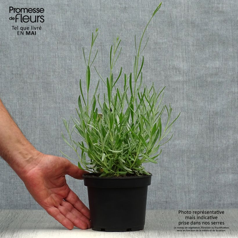 Amostra de Alfazema-brava - Lavandula latifolia Vaso de 1,5 L/2 L tal como entregue na primavera