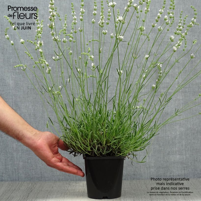 Amostra de Alfazema Edelweiss - Lavandula intermedia Vaso de 1,5 L/2 L tal como entregue no verão