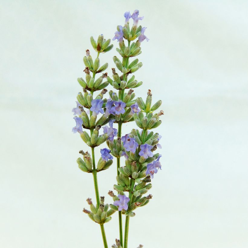 Alfazema Grappenhall - Lavandula intermedia (Floração)