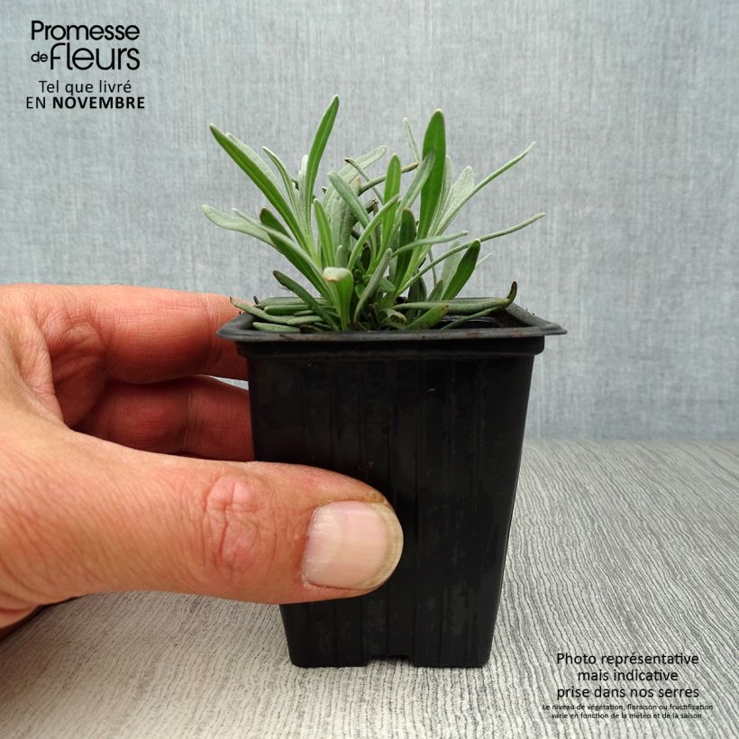 Amostra de Alfazema Grosso - Lavandula intermedia Vaso de 7/8 cm tal como entregue no outono