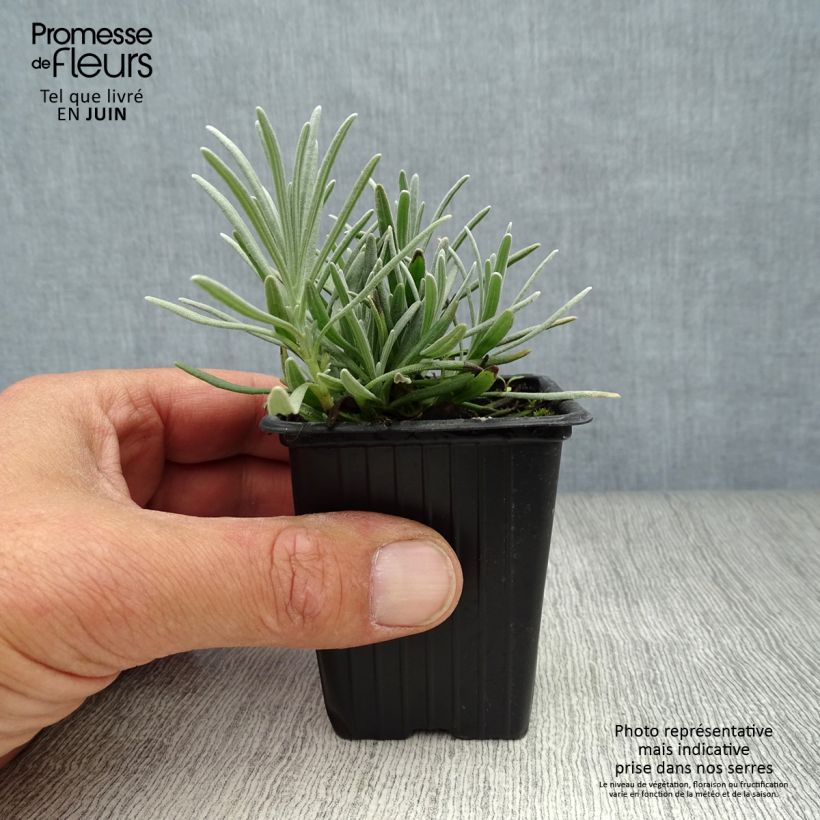 Amostra de Alfazema Grosso - Lavandula intermedia Vaso de 7/8 cm tal como entregue no verão