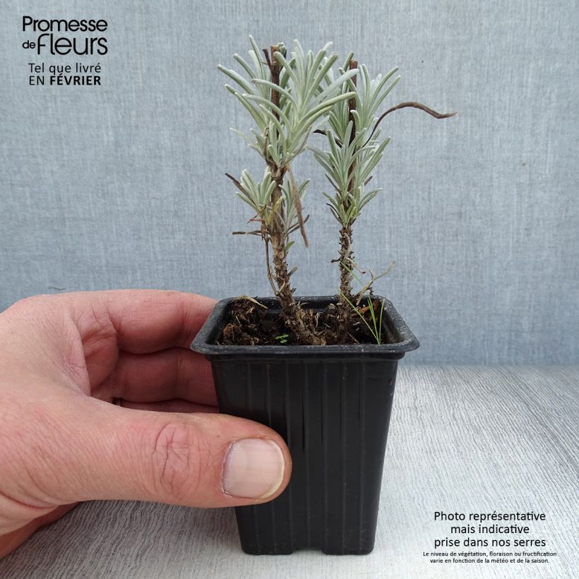 Amostra de Lavande intermedia Grosso - Lavandin Vaso de 7/8 cm tal como entregue no inverno