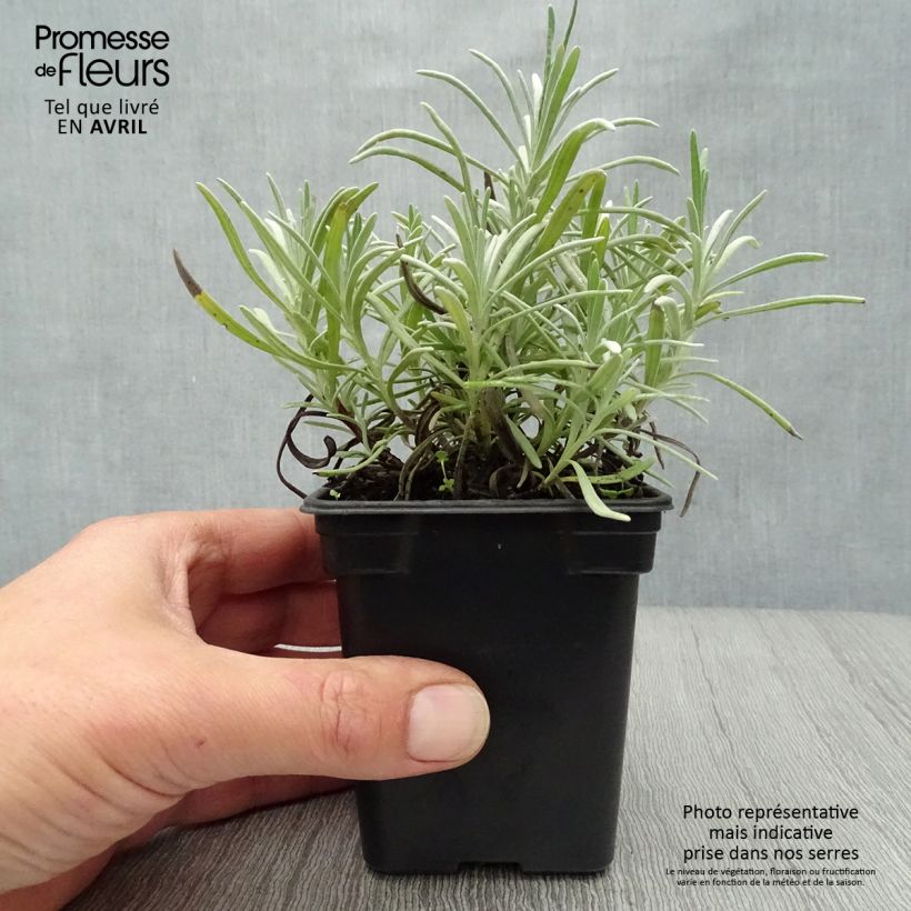 Amostra de Alfazema Grosso - Lavandula intermedia Vaso de 7/8 cm tal como entregue na primavera