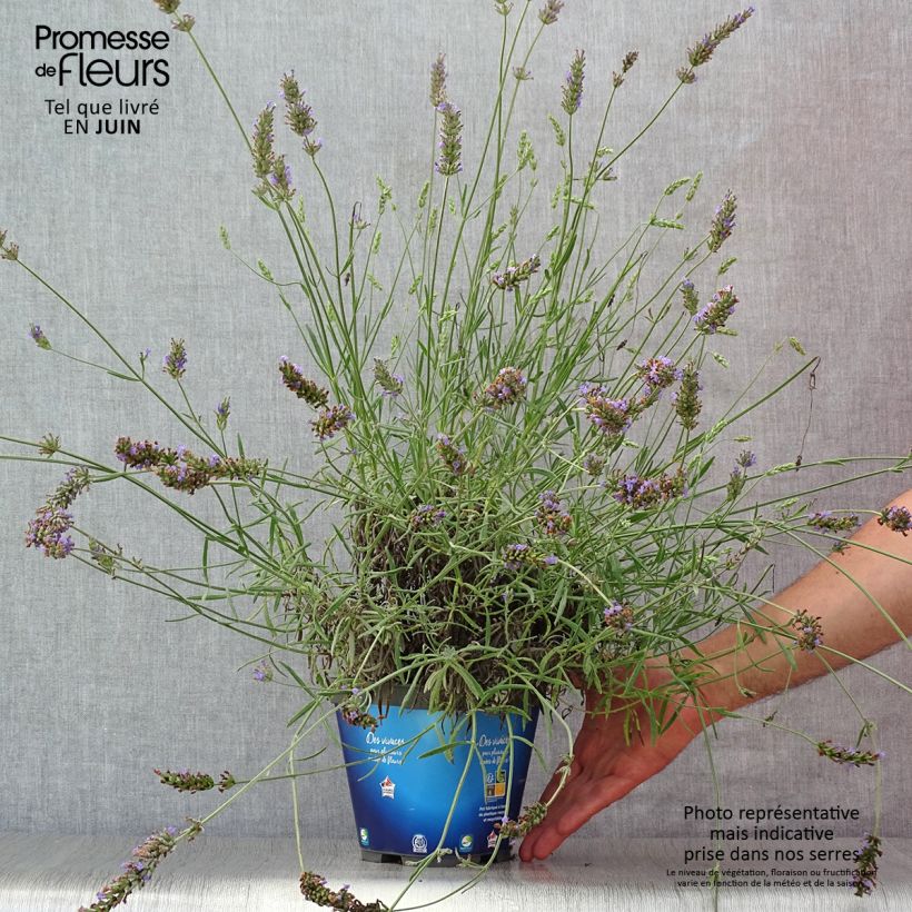 Amostra de Alfazema Grosso - Lavandula intermedia Vaso de 2 L/3 L tal como entregue no verão