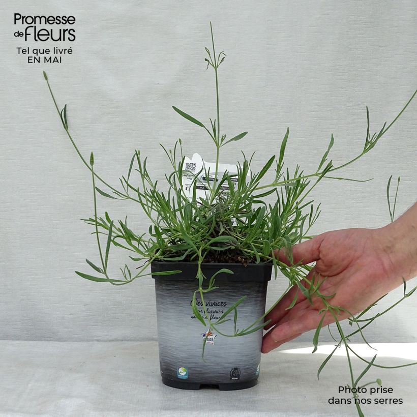 Amostra de Alfazema Grosso - Lavandula intermedia Vaso de 2 L/3 L tal como entregue na primavera