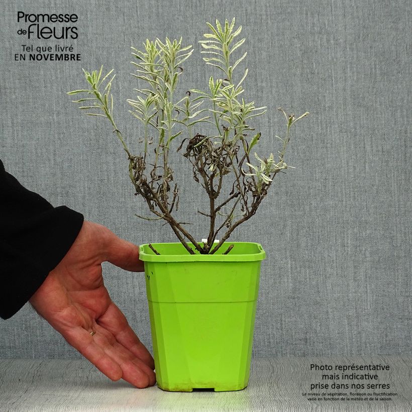 Amostra de Alfazema-dentada Meerlo - Lavandula latifolia x dentata Vaso de 3 L/4 L tal como entregue no outono