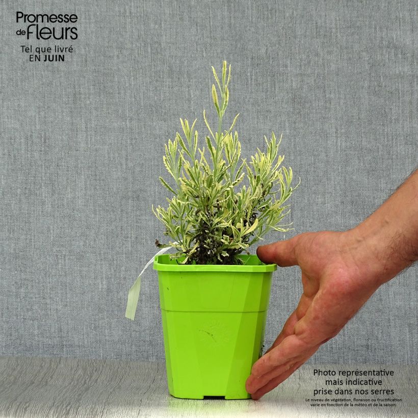 Amostra de Alfazema-dentada Meerlo - Lavandula latifolia x dentata Vaso de 1,5 L/2 L tal como entregue no verão