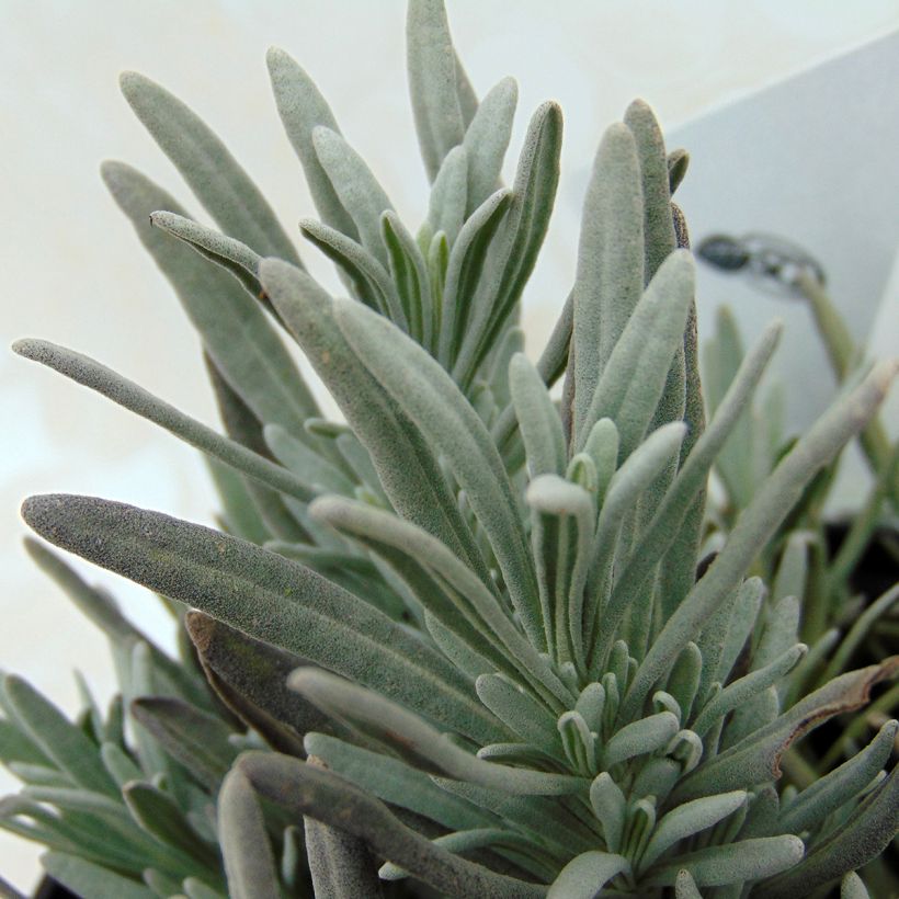 Alfazema Edelweiss - Lavandula intermedia (Folhagem)