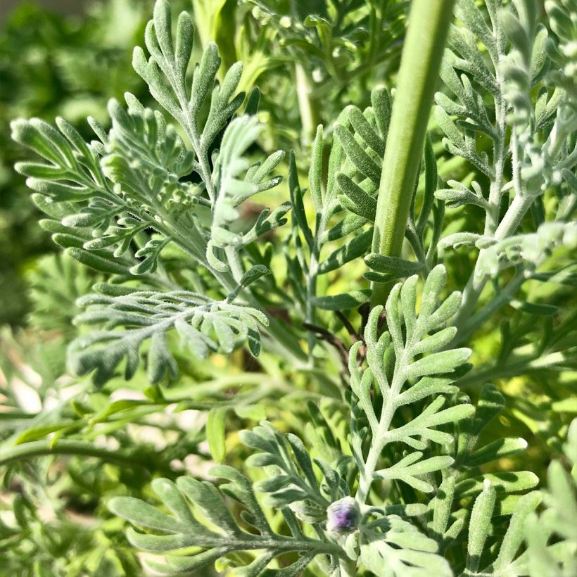 Lavandula pinnata var. pinnata (Folhagem)