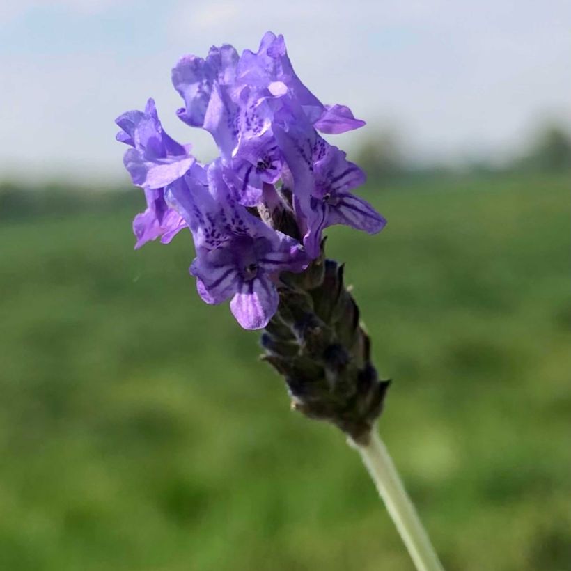 Lavandula pinnata var. pinnata (Floração)