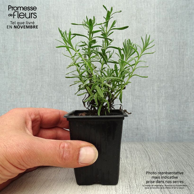 Amostra de Rosmaninho - Lavandula stoechas Vaso de 7/8 cm tal como entregue no outono