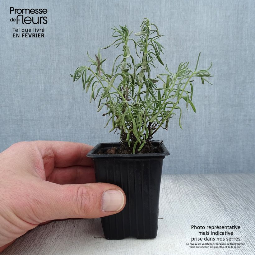 Amostra de Lavande papillon - Lavandula stoechas Vaso de 7/8 cm tal como entregue no inverno