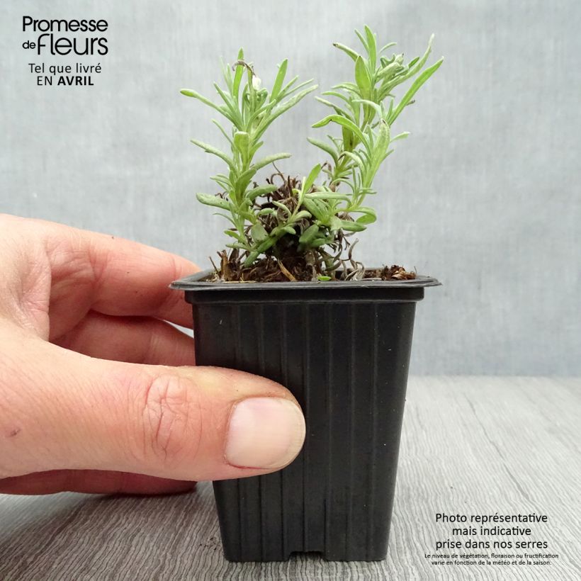 Amostra de Rosmaninho Vaso de 7/8 cm tal como entregue na primavera